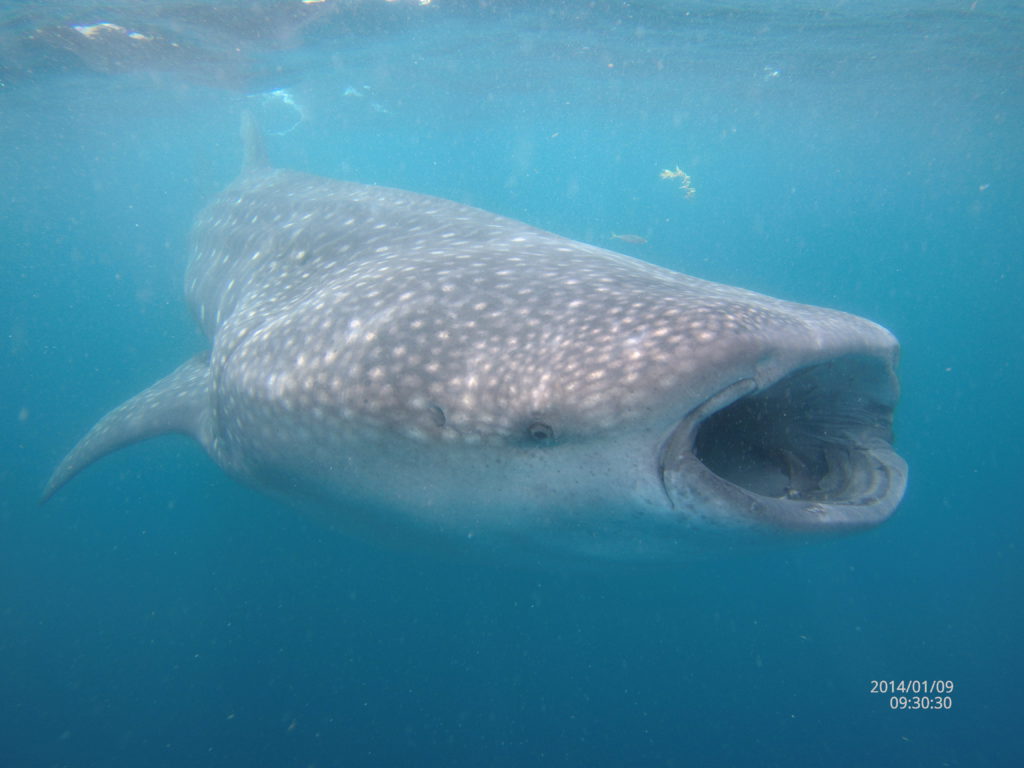 Patient image of: Sonja Lowenfish