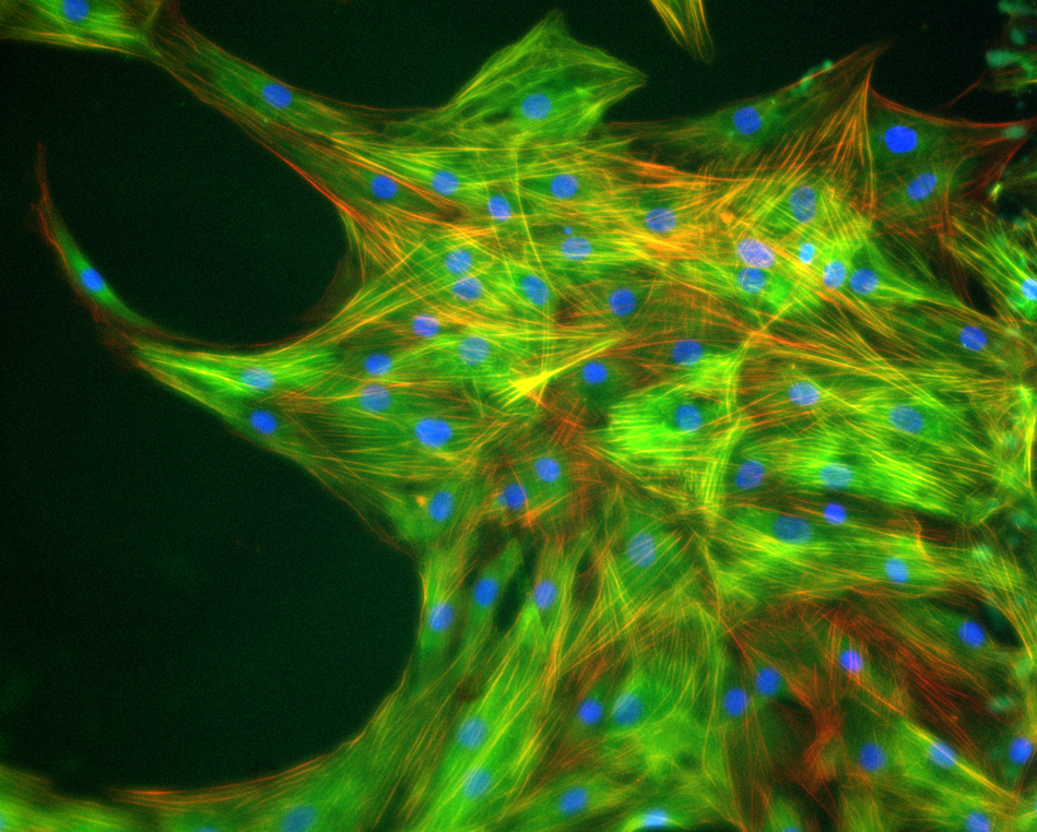 Cells