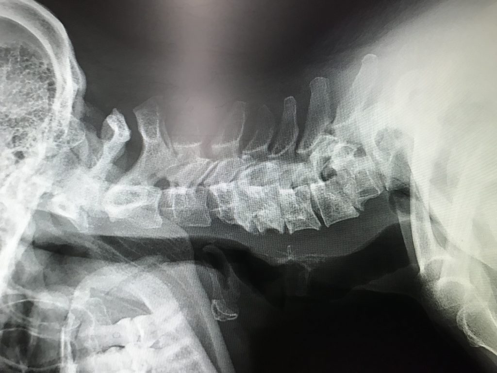 Patient image of: Kellie Kieley